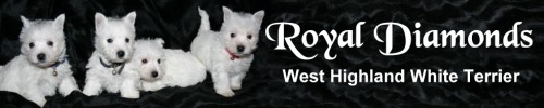 Westhighland White Terrier von Royal Diamonds