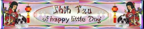 Shih Tzu - a happy little dog