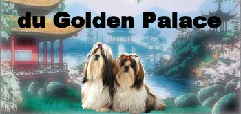 Shih Tzu du Golden Palace